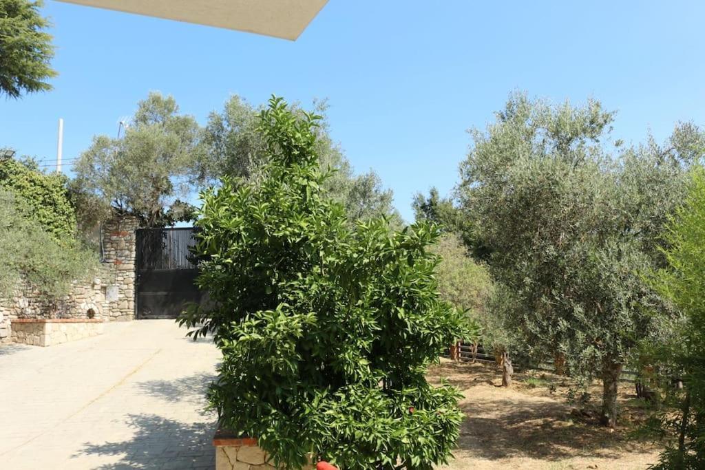 Private Hillside Villa Near Teg Full Privacy Tirana Exteriör bild